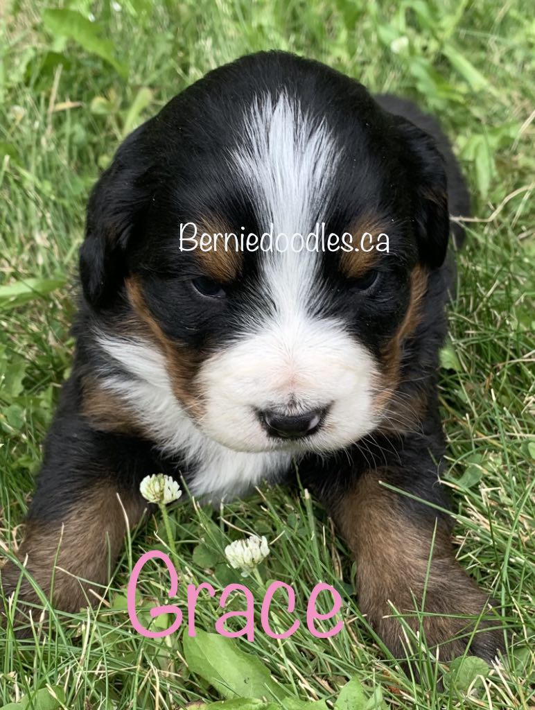 Bernese female puppy Grace is available