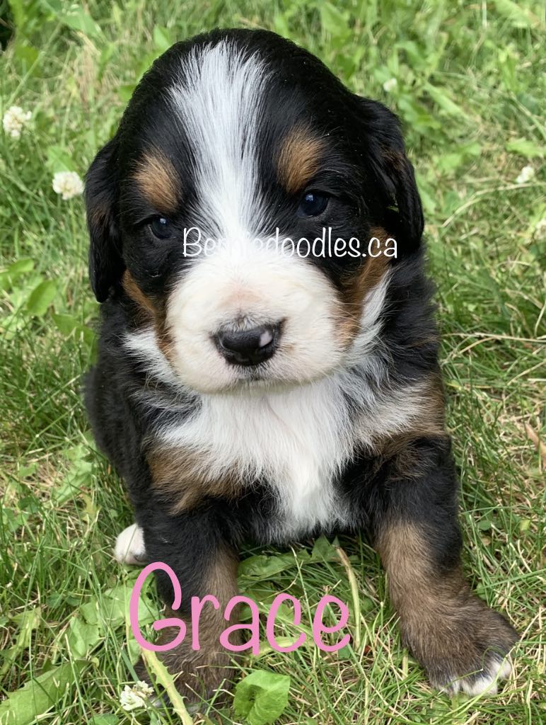 Bernese female puppy Grace is available