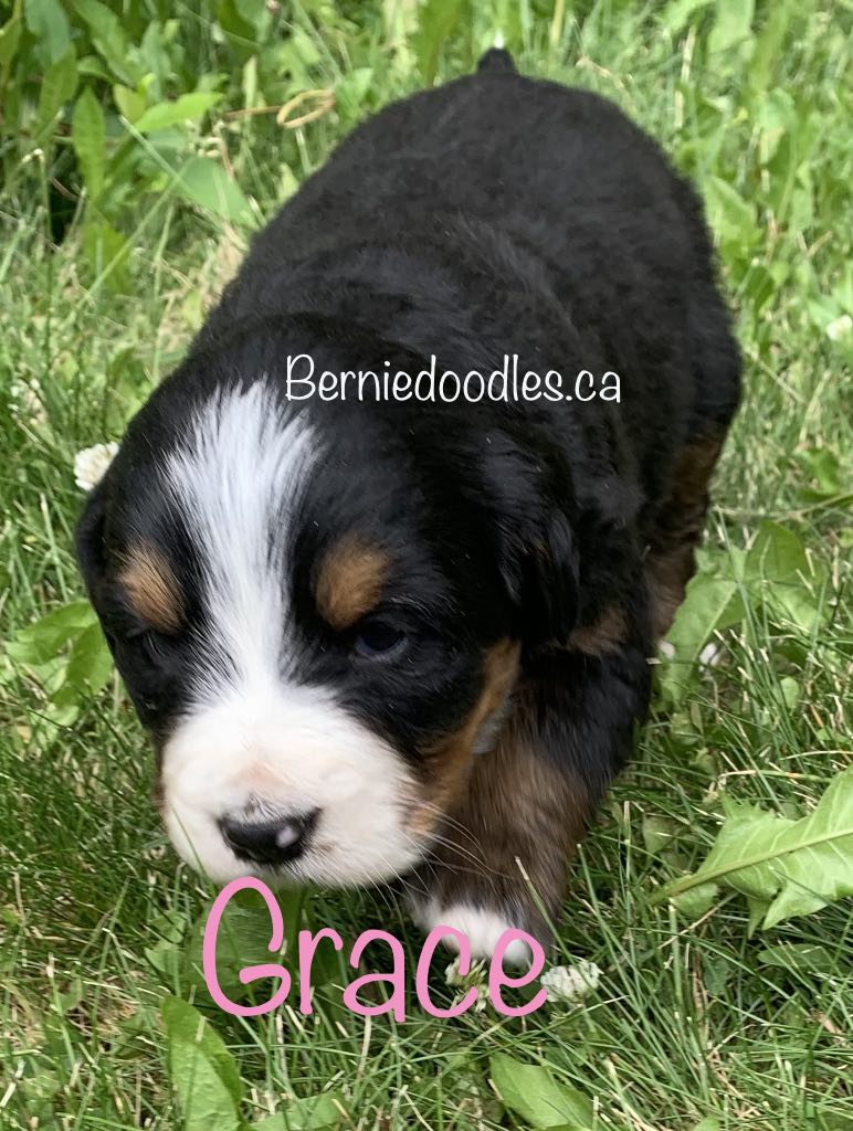 Bernese female puppy Grace is available