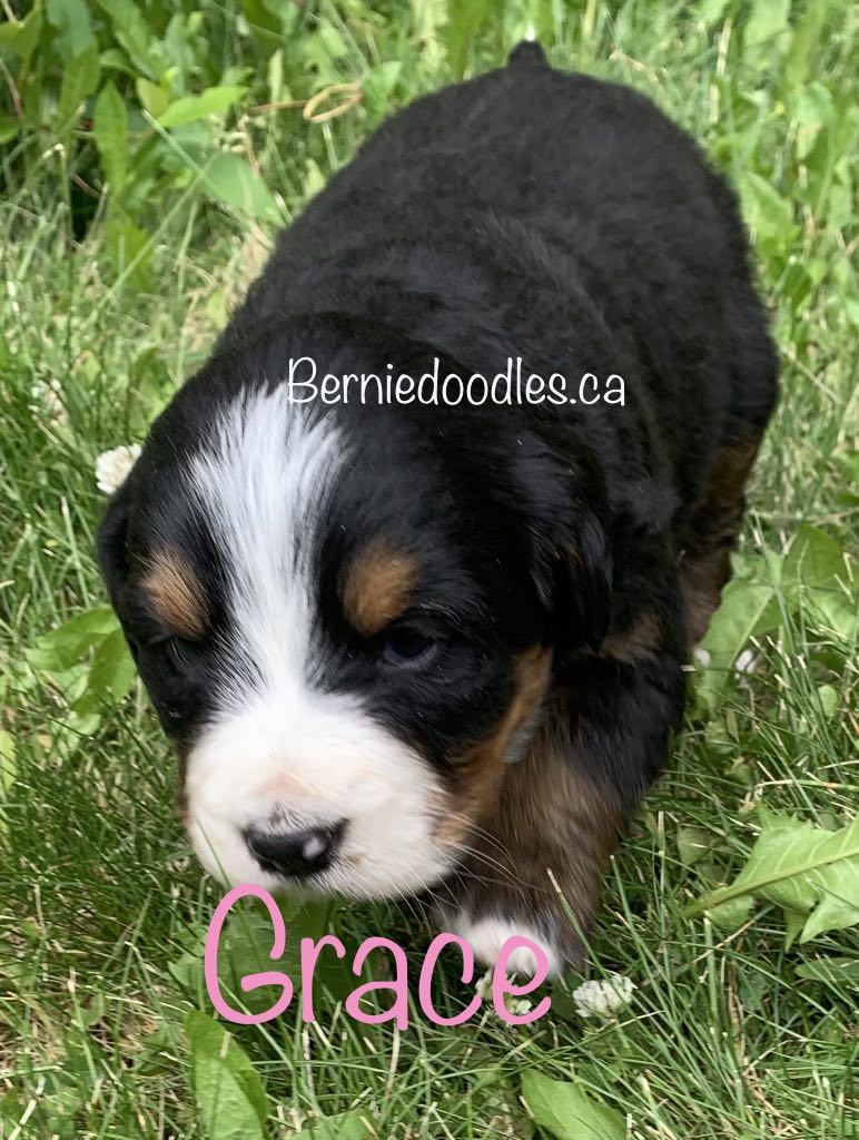 Bernese female puppy Grace is available