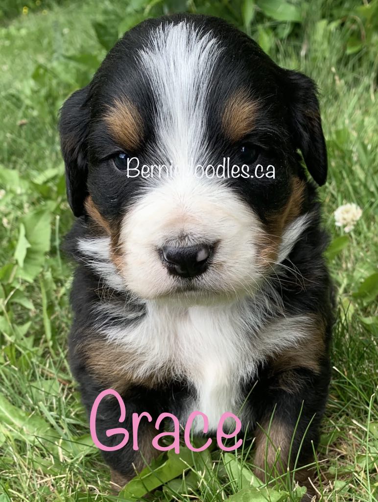 Bernese female puppy Grace is available