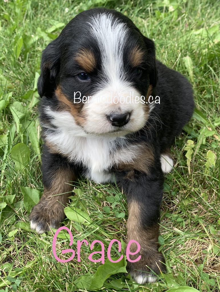 Bernese female puppy Grace is available
