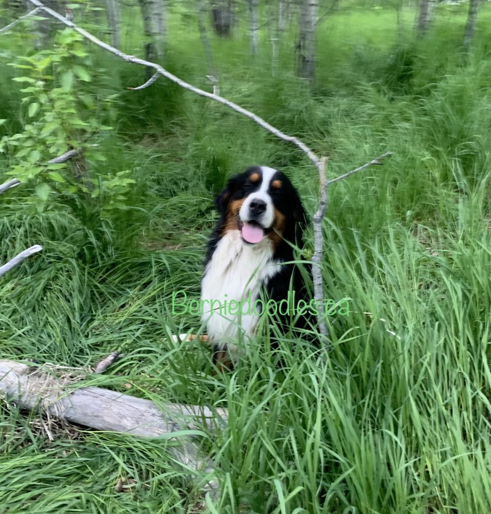 About Benese Mountain Dogs and Berniedoodles.ca