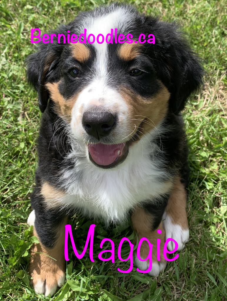 Bernese female puppy Maggie