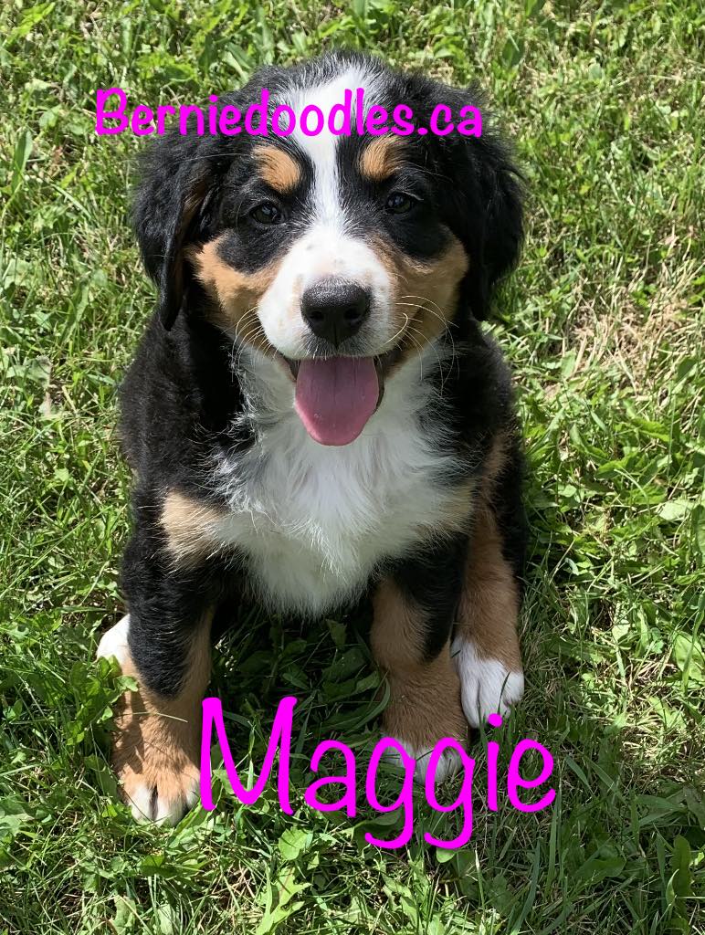 Bernese female puppy Maggie