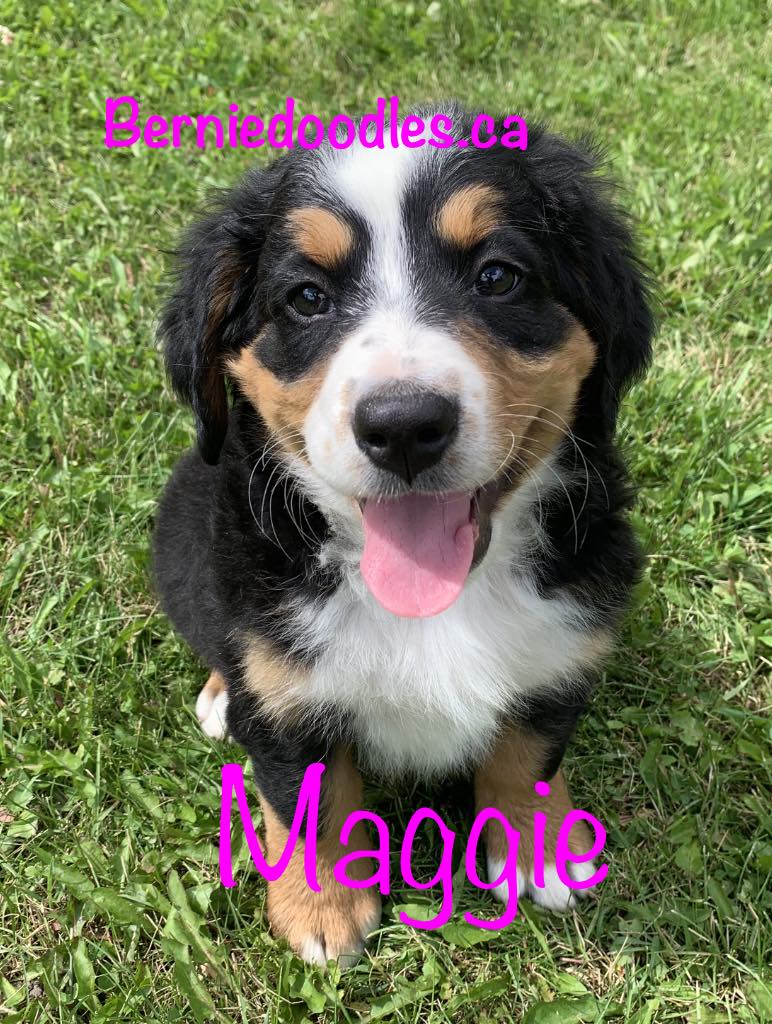 Bernese female puppy Maggie