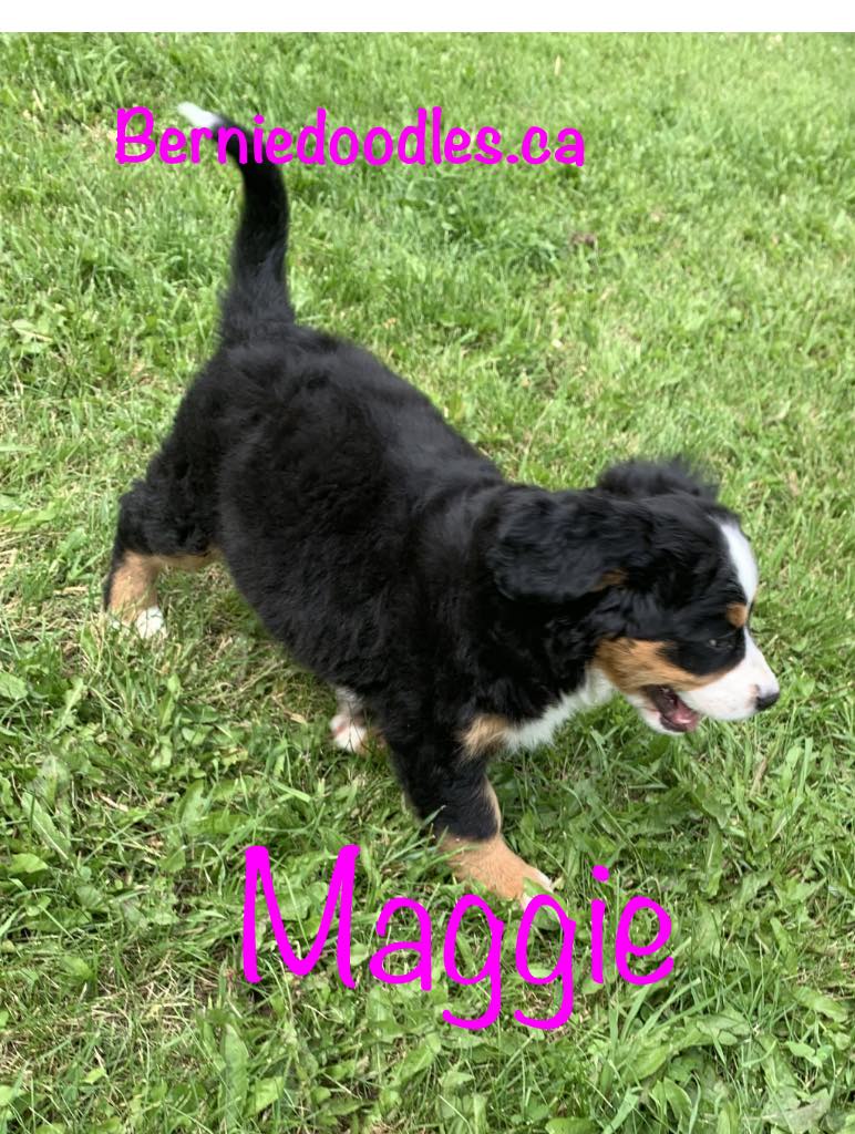 Bernese female puppy Maggie