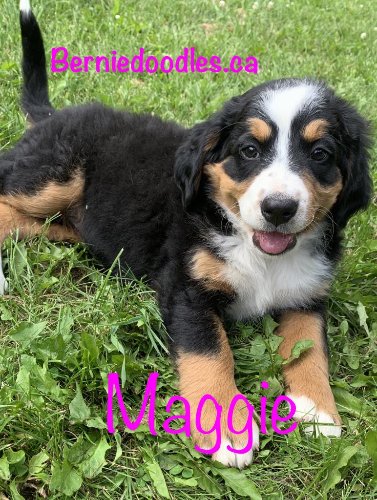 Bernese female puppy Maggie