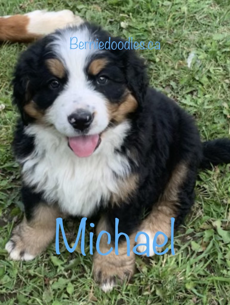 Bernese Male Puppy Michael