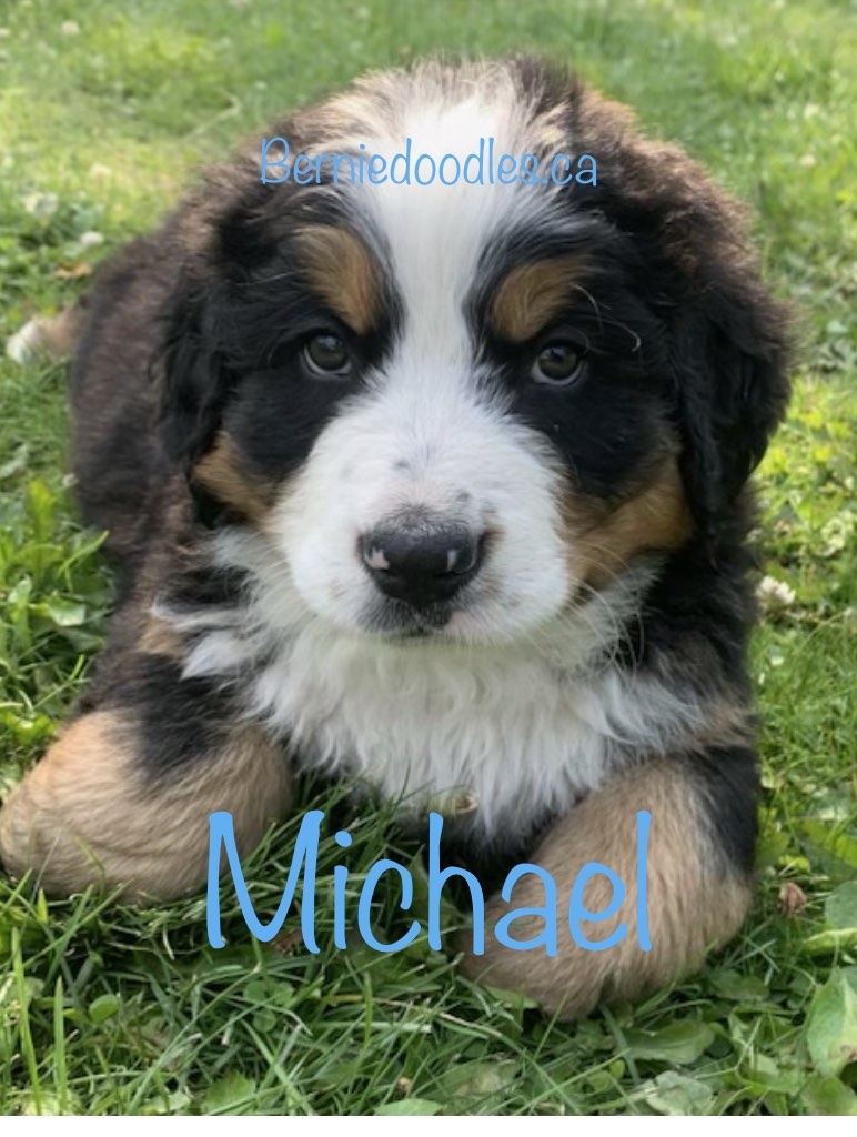 Bernese Male Puppy Michael