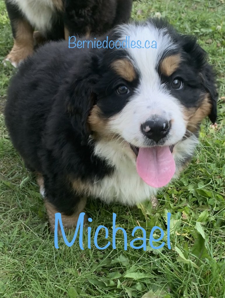 Bernese Male Puppy Michael