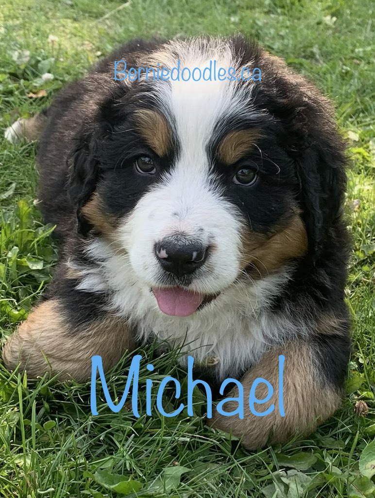 Bernese Male Puppy Michael