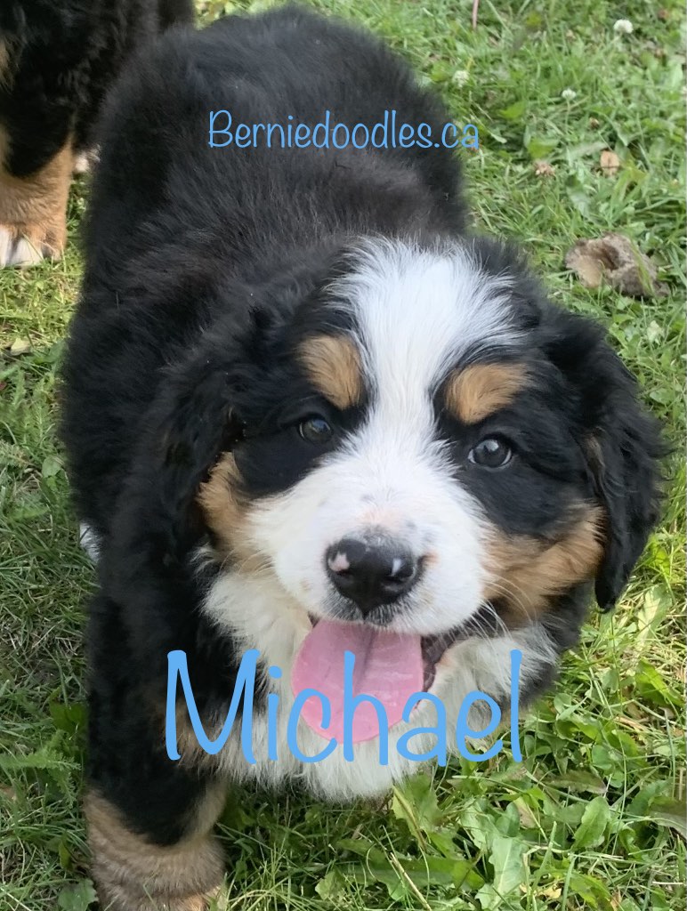 Bernese Male Puppy Michael