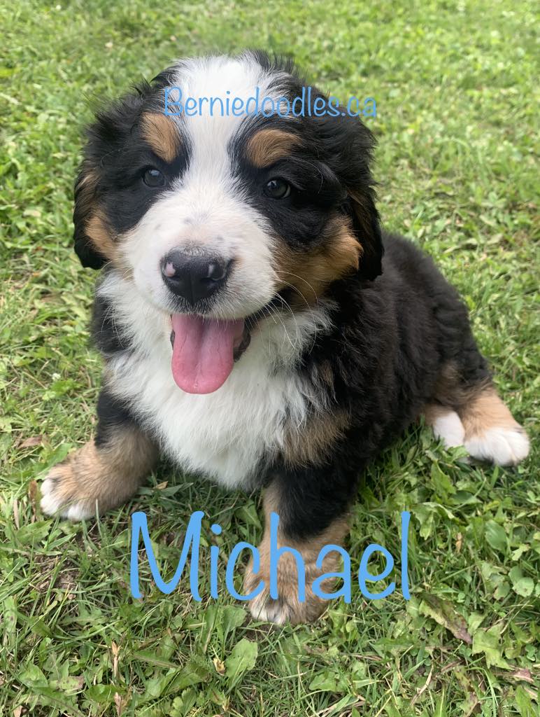 Bernese Male Puppy Michael
