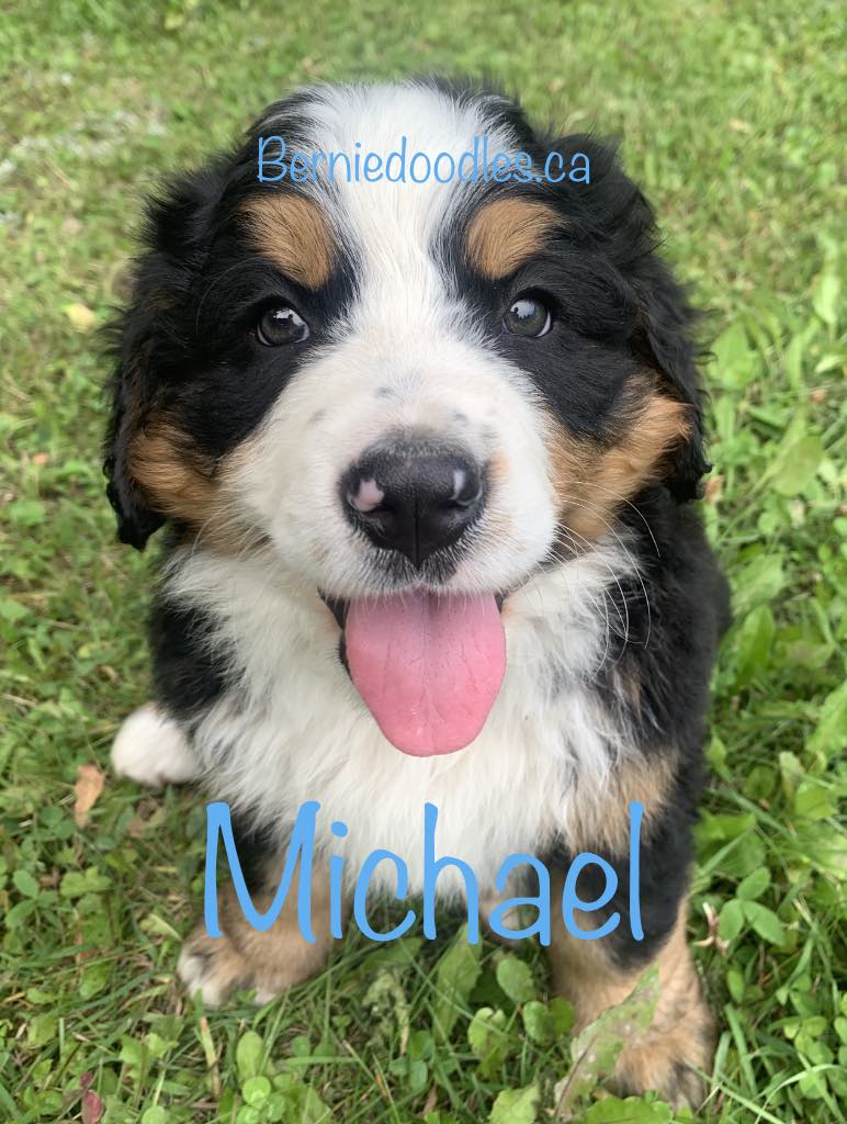 Bernese Male Puppy Michael