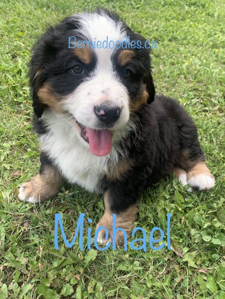 Bernese Male Puppy Michael