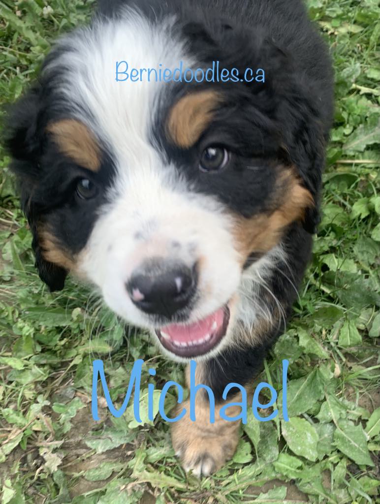 Bernese Male Puppy Michael