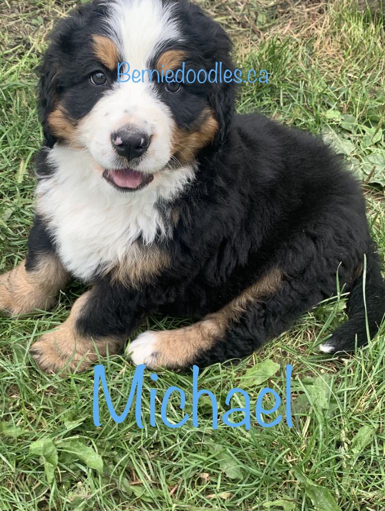 Bernese Male Puppy Michael