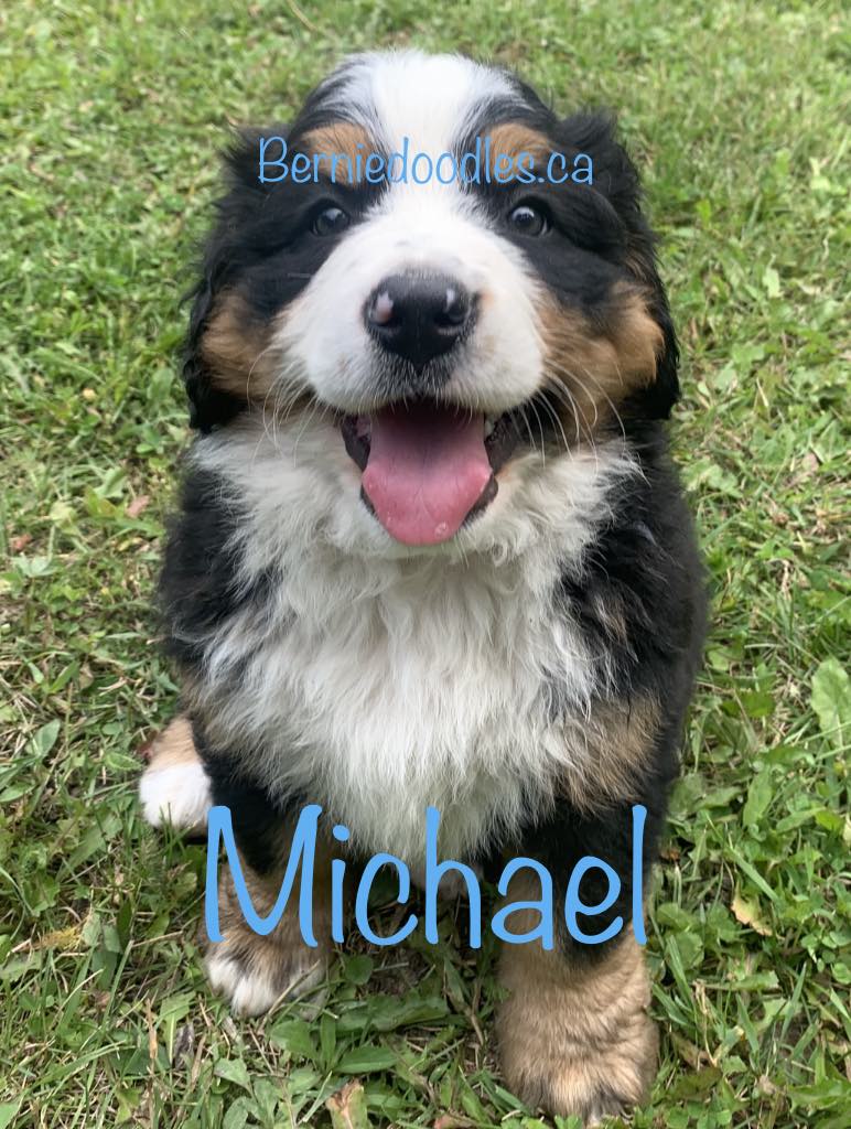 Bernese Male Puppy Michael