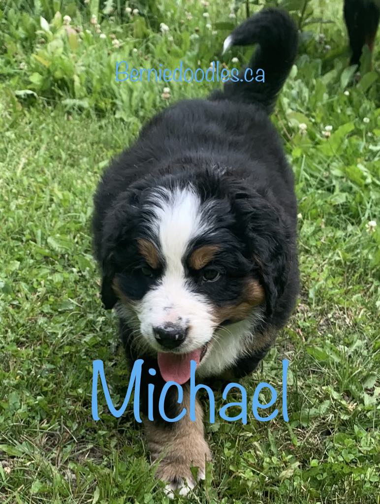Bernese Male Puppy Michael