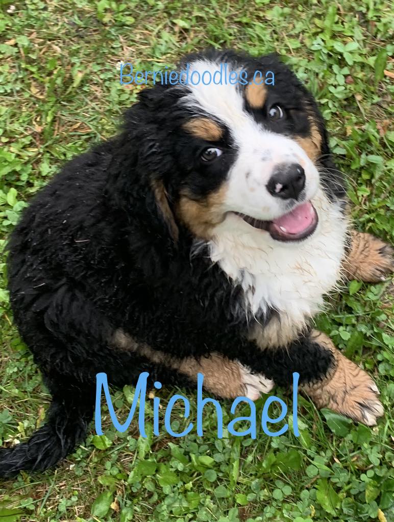 Bernese Male Puppy Michael
