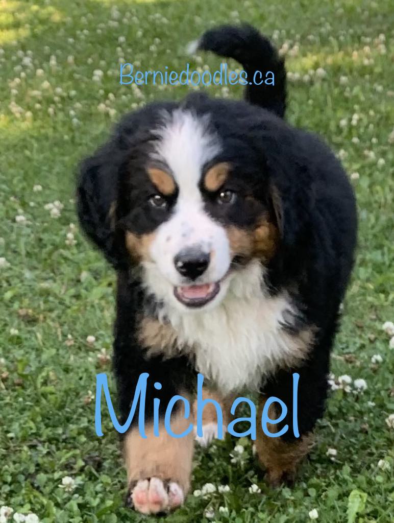 Bernese Male Puppy Michael