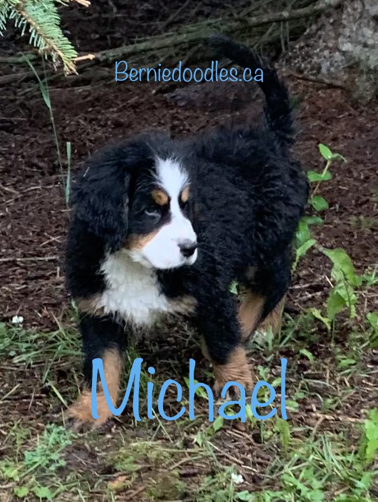 Bernese Male Puppy Michael