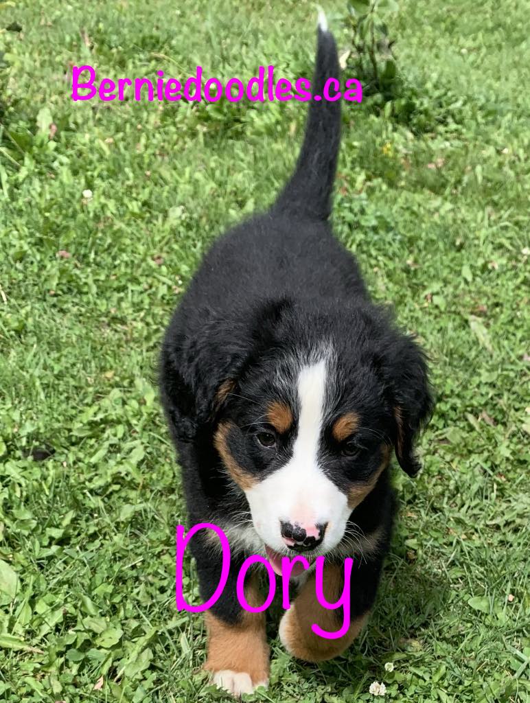 Bernese female puppy Dory is available