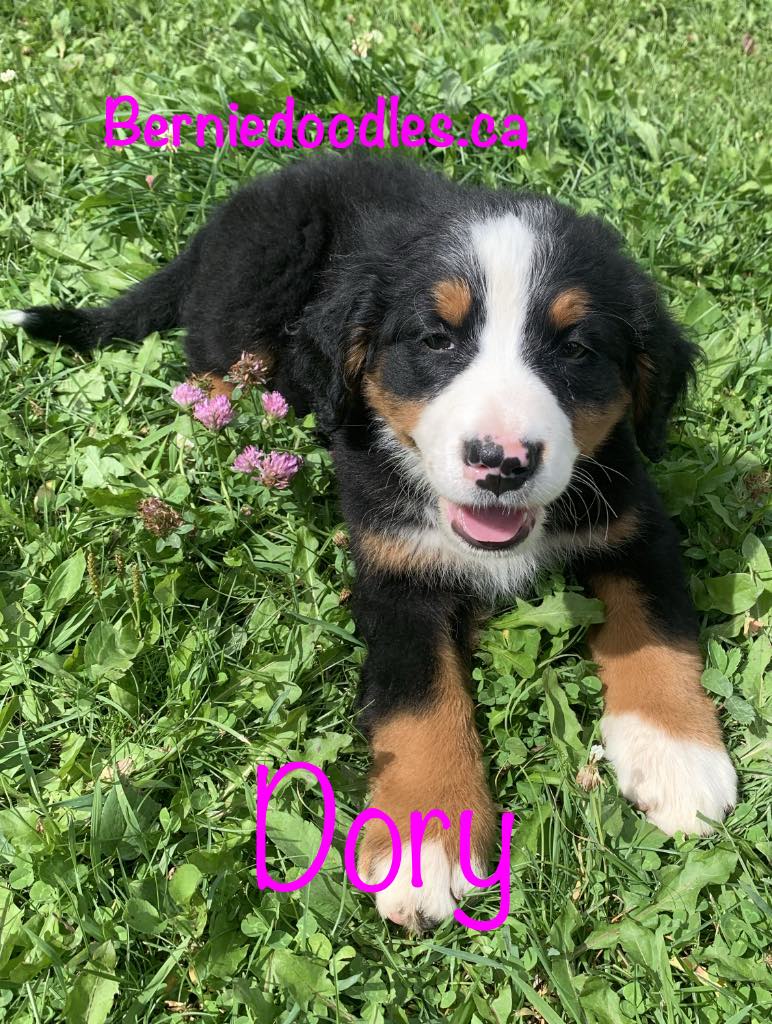 Bernese female puppy Dory is available