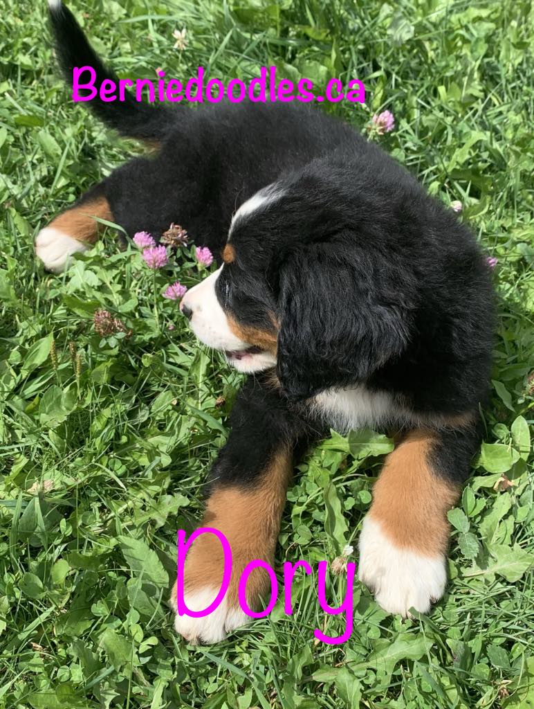 Bernese female puppy Dory is available