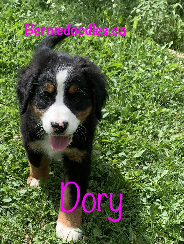 Bernese female puppy Dory is available
