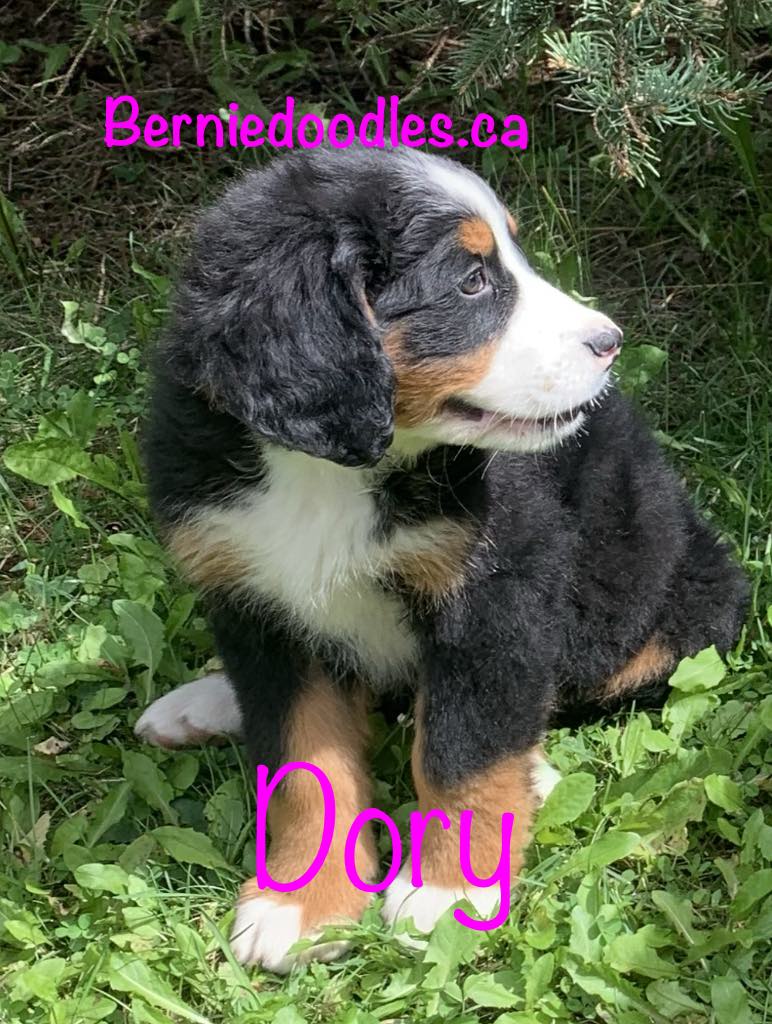 Bernese female puppy Dory is available