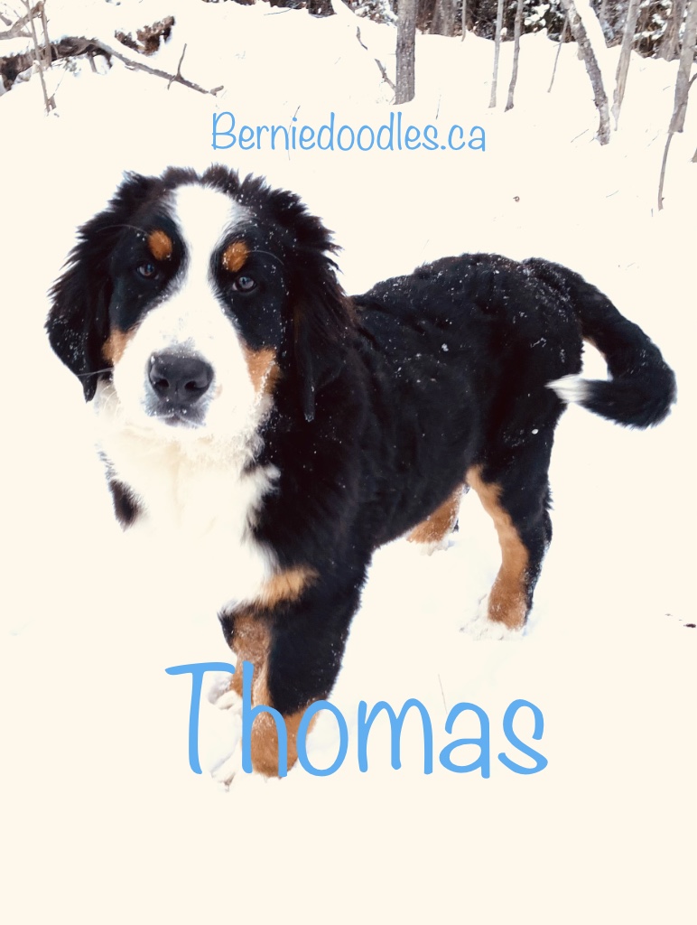 Thomas Bernese male puppy