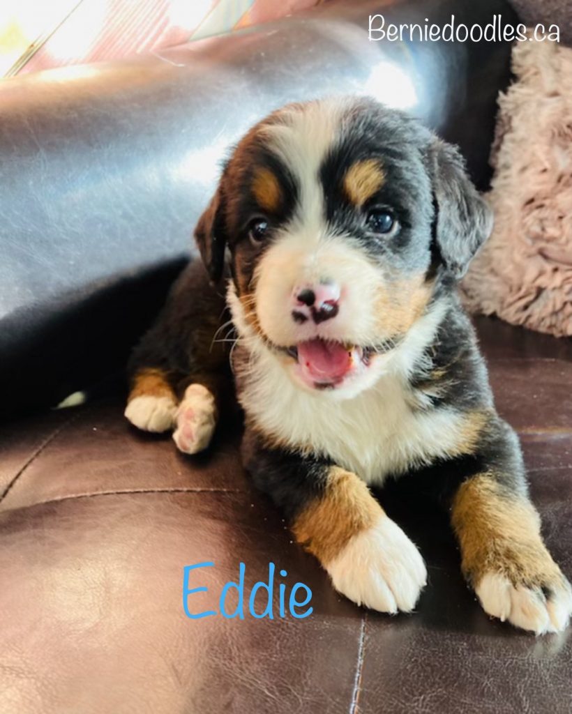 Eddie Bernese male puppy