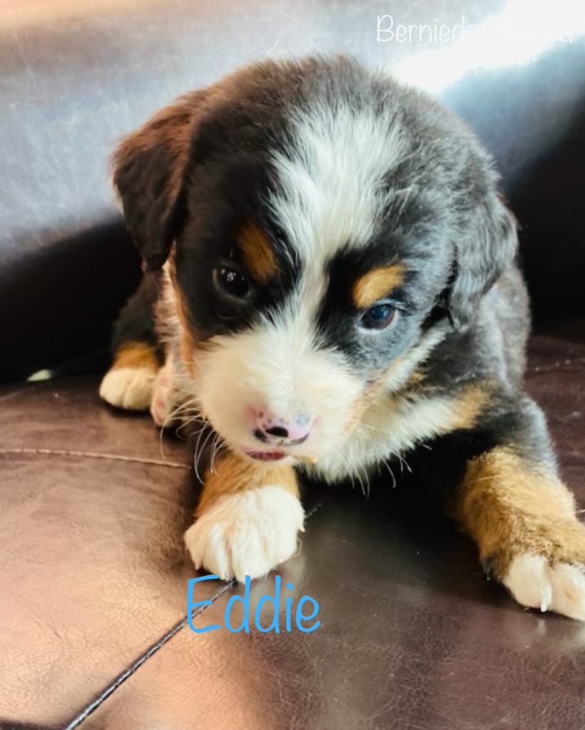 Eddie Bernese male puppy