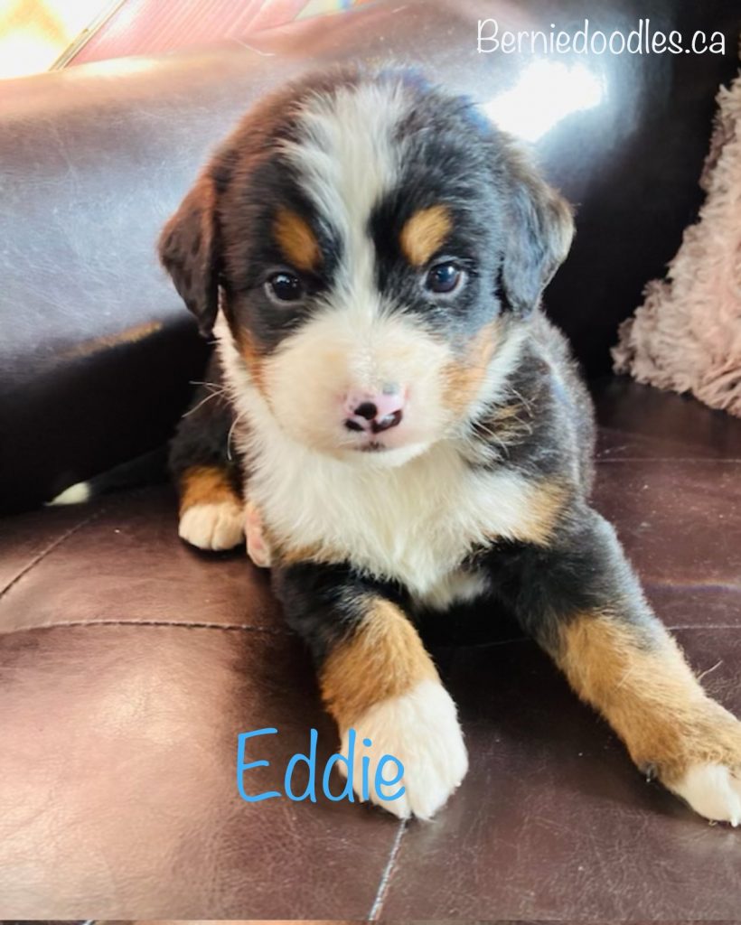 Eddie Bernese male puppy