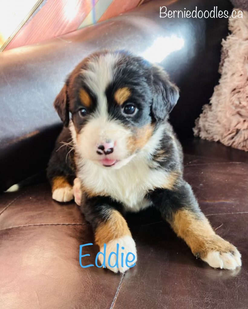 Eddie Bernese male puppy