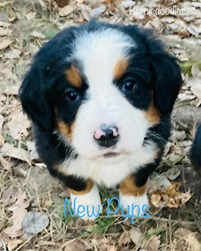 New Bernese Puppies Available