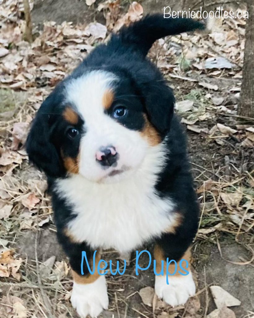 New Bernese Puppies Available