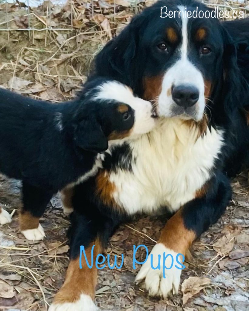 New Bernese Puppies Available