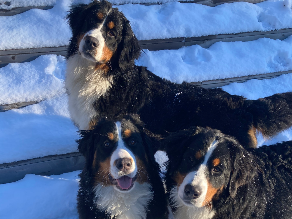 3 Bernese Mountain Dogs