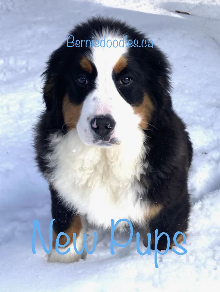 new bernedoodle puppies for sale