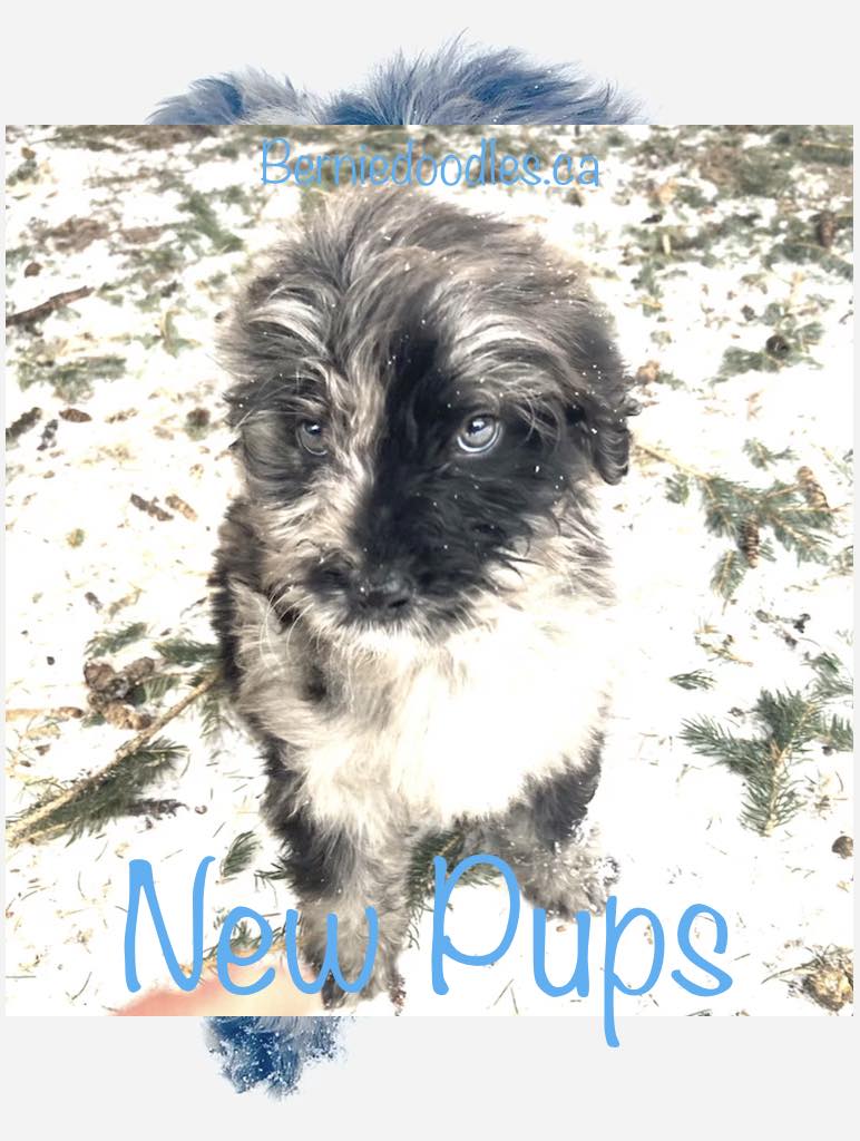 new bernedoodle puppies for sale