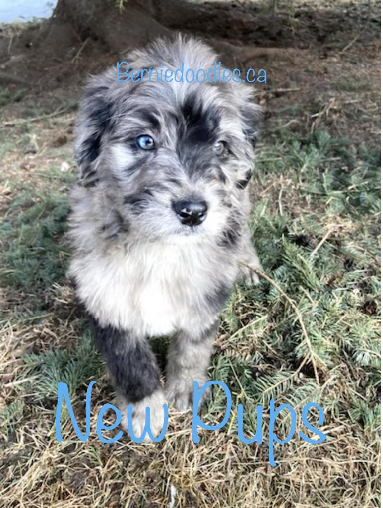 new bernedoodle puppies for sale