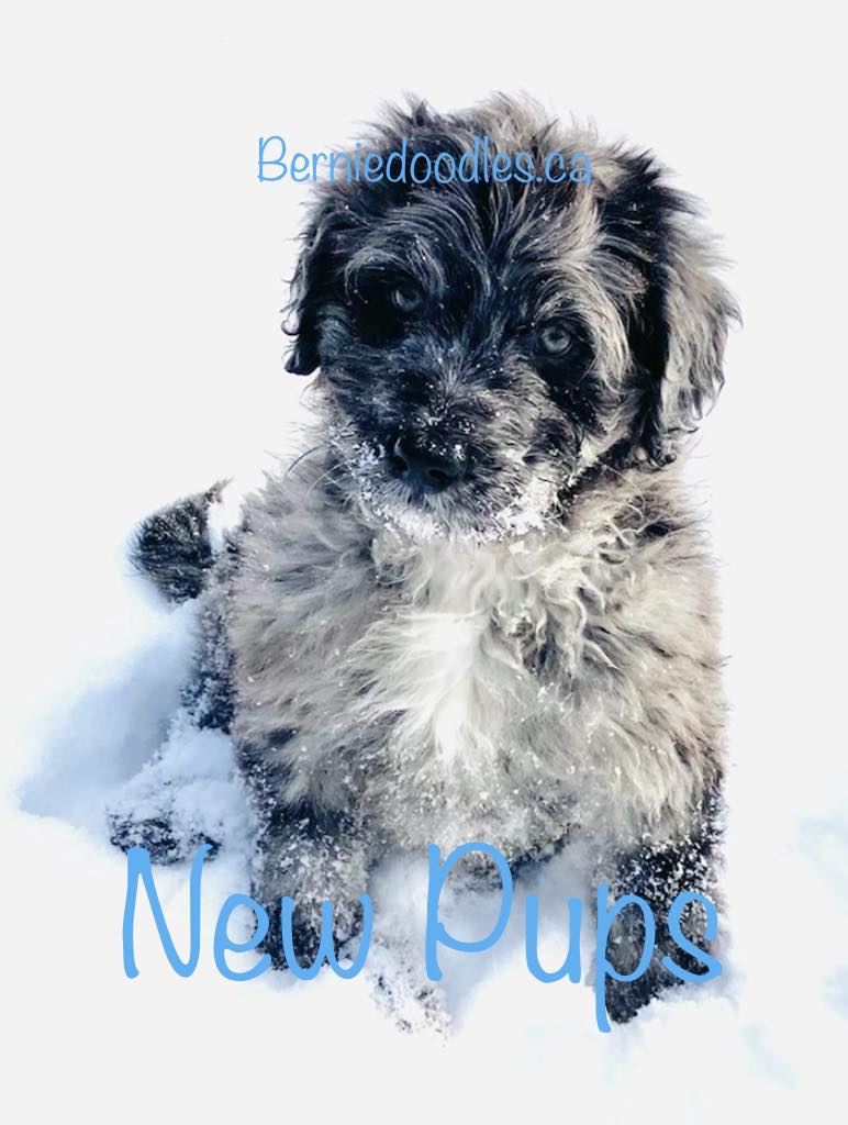 new bernedoodle puppies for sale