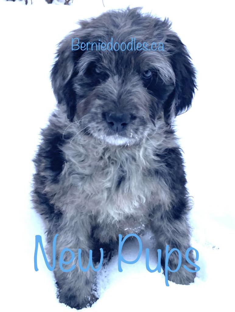 new bernedoodle puppies for sale