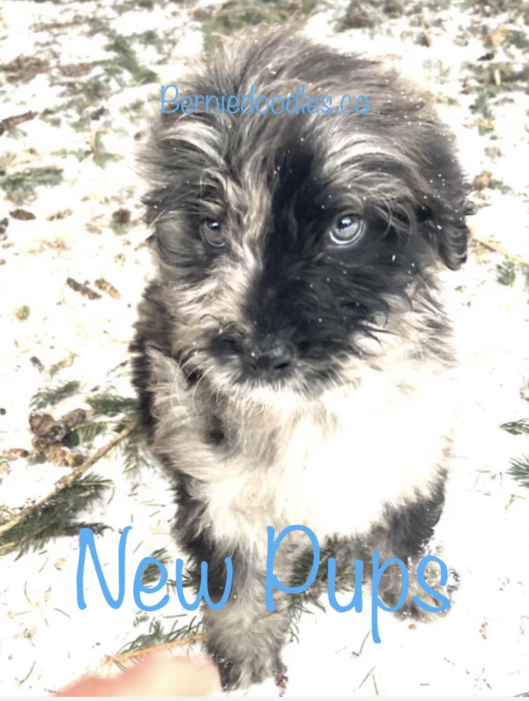 new bernedoodle puppies for sale