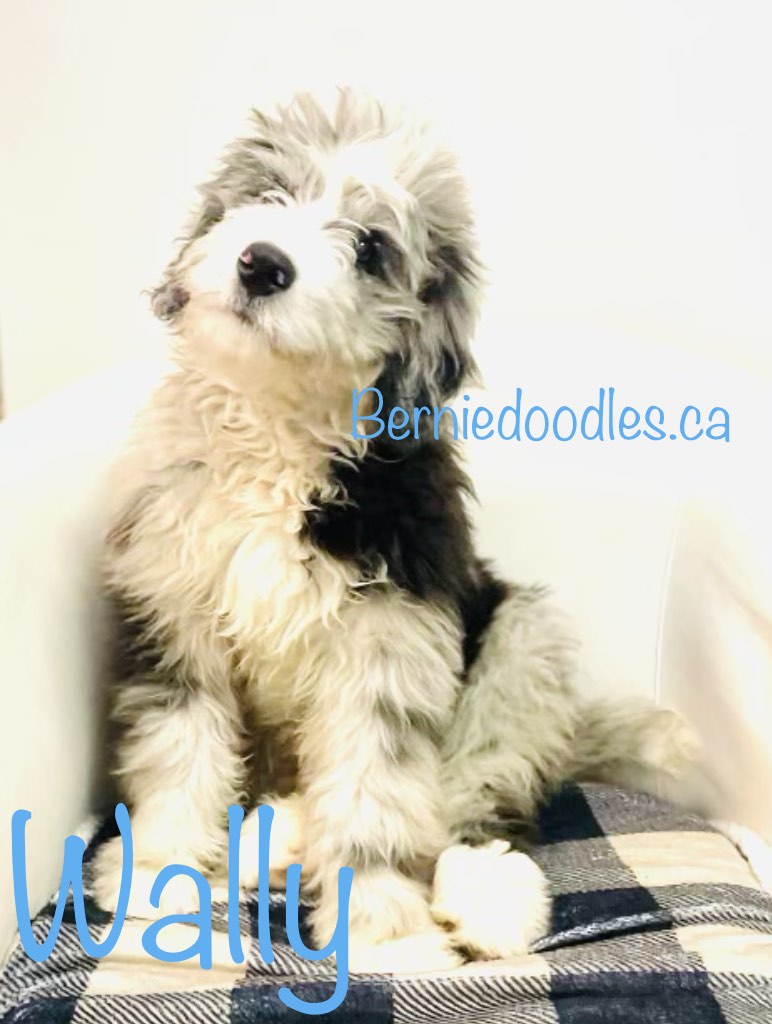 male bernedoodle puppy