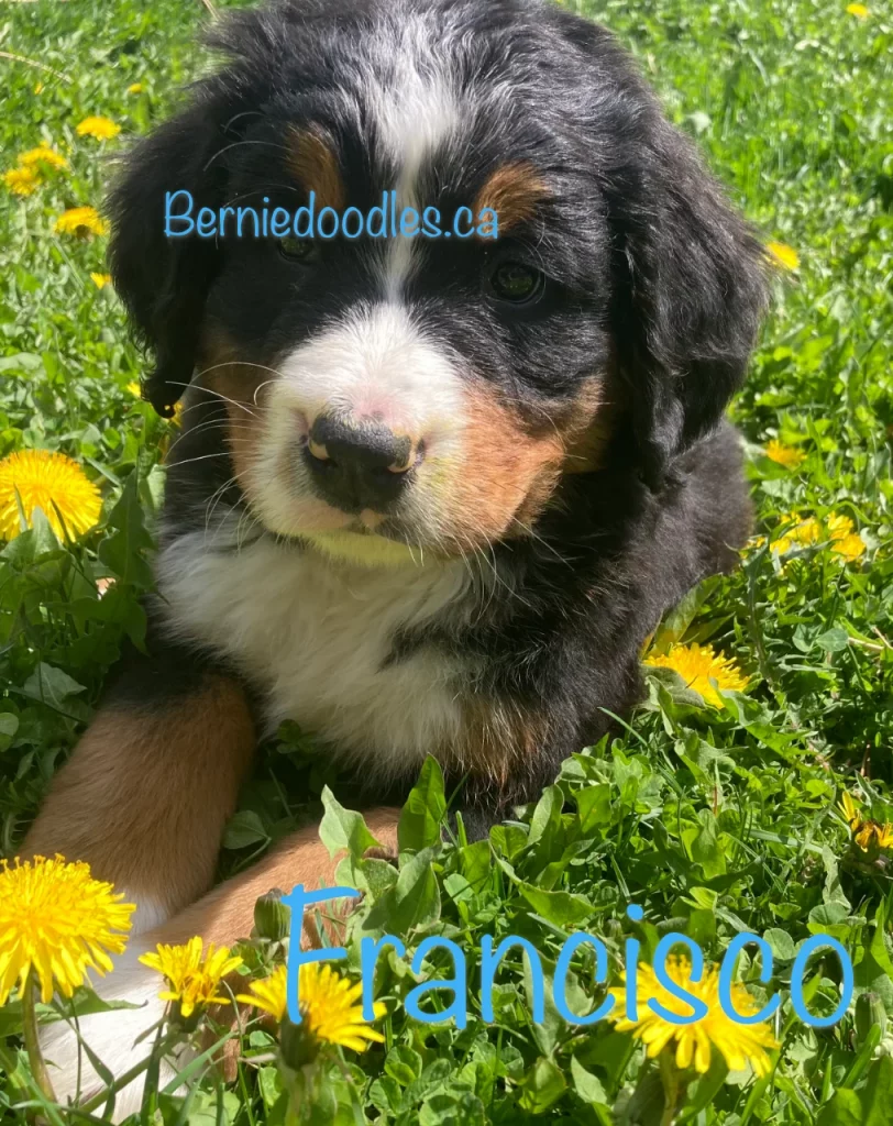 Francisco Benese Puppy for Sale