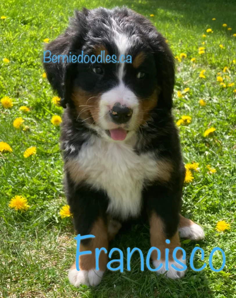 Francisco Benese Puppy for Sale